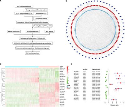 A Novel Defined Endoplasmic Reticulum Stress-Related lncRNA Signature for Prognosis Prediction and Immune Therapy in Glioma